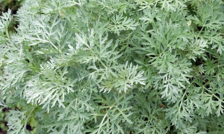 תמונה של לענה שיחנית