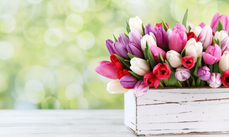 תמונה של מהפרח ועד הגלידה