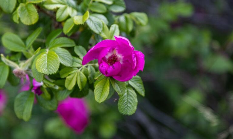 תמונה של רוזה רוגוזה