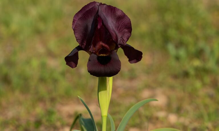 תמונה של אירוס הארגמן