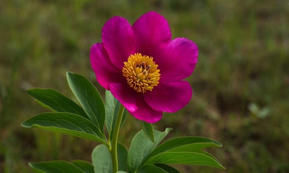 תמונה של אדמונית ההרים