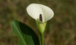 תמונה של לופית מצויה