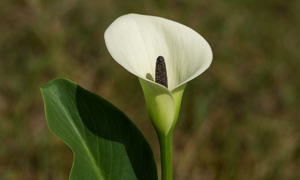 תמונה של לופית מצויה
