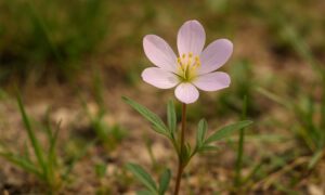 תמונה של אביבית מצויה
