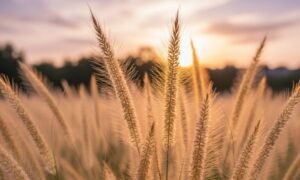 תמונה של זיף נוצה