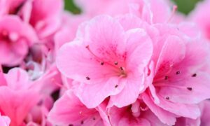 תמונה של למה כדאי לבחור ריח פרחים למפיץ ריח