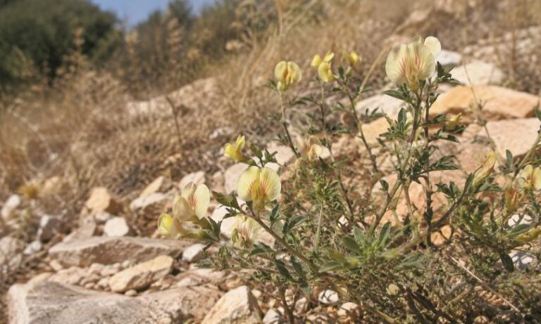 תמונה של שברק מצו